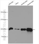 NLRX1 Antibody in Western Blot (WB)