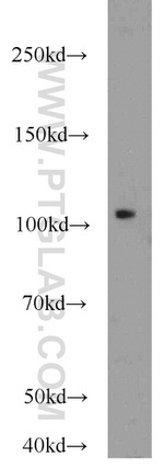 NLRX1 Antibody in Western Blot (WB)