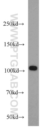 NLRX1 Antibody in Western Blot (WB)