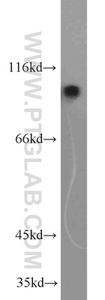 NLRX1 Antibody in Western Blot (WB)