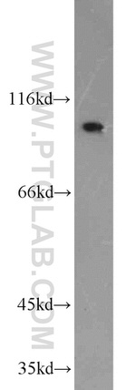 NLRX1 Antibody in Western Blot (WB)