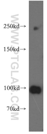 NLRX1 Antibody in Western Blot (WB)