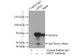 GPD2 Antibody in Immunoprecipitation (IP)