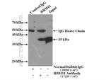 RBM11 Antibody in Immunoprecipitation (IP)