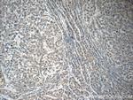 C6 Antibody in Immunohistochemistry (Paraffin) (IHC (P))