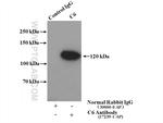 C6 Antibody in Immunoprecipitation (IP)