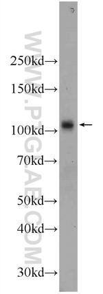 C6 Antibody in Western Blot (WB)