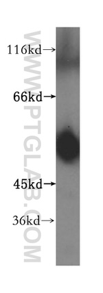 ATPB Antibody in Western Blot (WB)
