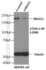 RB1CC1 Antibody in Western Blot (WB)