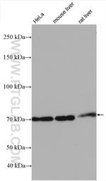 TBC1D15 Antibody in Western Blot (WB)