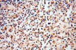 SQRDL Antibody in Immunohistochemistry (Paraffin) (IHC (P))