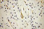 SQRDL Antibody in Immunohistochemistry (Paraffin) (IHC (P))