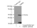 SQRDL Antibody in Immunoprecipitation (IP)