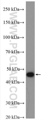 SQRDL Antibody in Western Blot (WB)