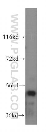 SARS2 Antibody in Western Blot (WB)