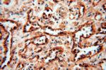 HLA class I (HLA-B) Antibody in Immunohistochemistry (Paraffin) (IHC (P))