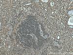 HLA class I (HLA-B) Antibody in Immunohistochemistry (Paraffin) (IHC (P))