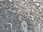 HLA class I (HLA-B) Antibody in Immunohistochemistry (Paraffin) (IHC (P))