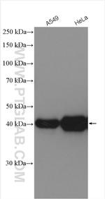 HLA class I (HLA-B) Antibody in Western Blot (WB)