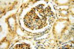 HLA class I (HLA-B) Antibody in Immunohistochemistry (Paraffin) (IHC (P))