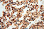 HLA class I (HLA-B) Antibody in Immunohistochemistry (Paraffin) (IHC (P))