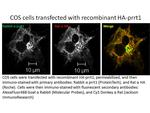 SynDIG4/PRRT1 Antibody in Immunocytochemistry (ICC/IF)