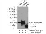 NDEL1 Antibody in Immunoprecipitation (IP)