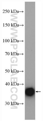 GPD1L Antibody in Western Blot (WB)