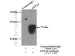 GSTA4 Antibody in Immunoprecipitation (IP)