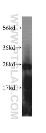 GSTA4 Antibody in Western Blot (WB)