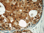 SNAPC5 Antibody in Immunohistochemistry (Paraffin) (IHC (P))