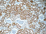 SNAPC5 Antibody in Immunohistochemistry (Paraffin) (IHC (P))