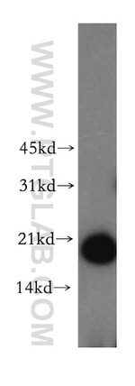 UBE2L6 Antibody in Western Blot (WB)