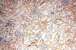 MRPS27 Antibody in Immunohistochemistry (Paraffin) (IHC (P))