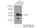 MRPS27 Antibody in Immunoprecipitation (IP)