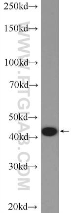 MRPS27 Antibody in Western Blot (WB)