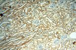 UBE2DNL Antibody in Immunohistochemistry (Paraffin) (IHC (P))