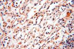 UBE2DNL Antibody in Immunohistochemistry (Paraffin) (IHC (P))