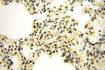 UBE2DNL Antibody in Immunohistochemistry (Paraffin) (IHC (P))