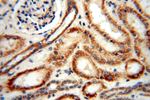 UBE2DNL Antibody in Immunohistochemistry (Paraffin) (IHC (P))