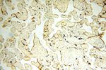 UBE2DNL Antibody in Immunohistochemistry (Paraffin) (IHC (P))