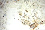 UBE2DNL Antibody in Immunohistochemistry (Paraffin) (IHC (P))