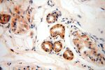 UBE2DNL Antibody in Immunohistochemistry (Paraffin) (IHC (P))