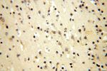 UBE2DNL Antibody in Immunohistochemistry (Paraffin) (IHC (P))