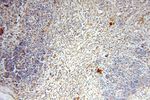 UBE2DNL Antibody in Immunohistochemistry (Paraffin) (IHC (P))