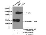 KIF6 Antibody in Immunoprecipitation (IP)