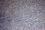 BXDC2 Antibody in Immunohistochemistry (Paraffin) (IHC (P))