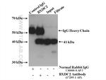 BXDC2 Antibody in Immunoprecipitation (IP)