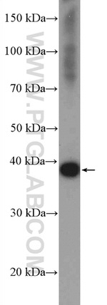 BXDC2 Antibody in Western Blot (WB)