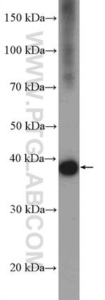 BXDC2 Antibody in Western Blot (WB)